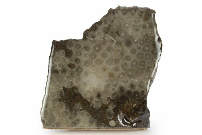 Free-Standing, Petoskey Stone (Fossil Coral) Section - Michigan #245499